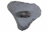 Huge Eyed Trilobite (Cyclopyge) Fossil - Exceptionally Large #346039-3